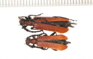 Insect Beetle Lampyridae Cerambycidae Cerambycinae ? W.  Sichuan