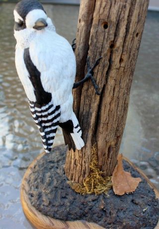 1988,  Limited Edition,  Hand Carved,  Woodpecker,  Hand Painted,  Mounted On Tree