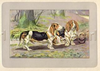 Dog Basset Hound Foundation Breed,  Rare Antique 100 - Year - Old French Dog Print