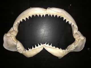 Rare Oceanic Whitetip Shark Jaw Taxidermy Mouth Tooth Worlwide