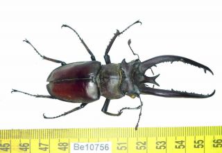 Lucanus Lucanidae Stag Beetle Real Insect Vietnam Be (10756)