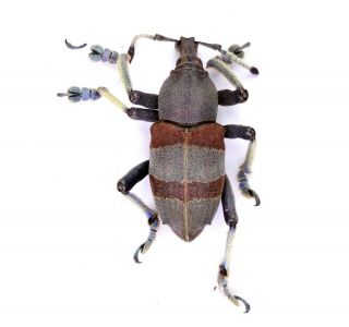 Eupholus Dhuyi - Curculionidae 28mm - Labu Mountain Lae,  Papua Guinea Png