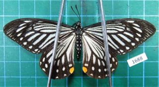 Unmounted Butterfly Papilionidae Chilasa Epycides Ssp.  Female Laos