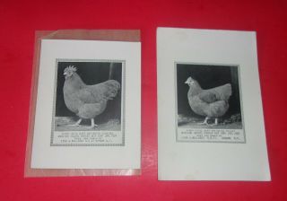 Poultry Photos A.  O.  Schilling 1926 1928 Buff Orpington Prize Winner