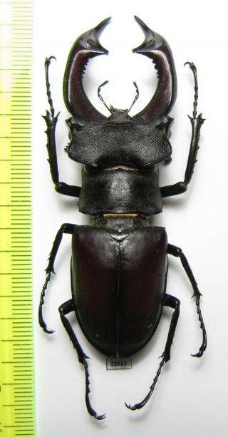 Lucanidae,  Lucanus Cervus,  Russia 74mm