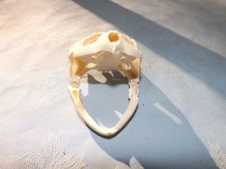 Authentic Freshwater Snapping Turtle Skull Snapper Skull