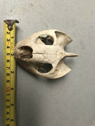 Sulcata Tortoise Skull Head Shell (centrochelys Sulcata) Size 3x5
