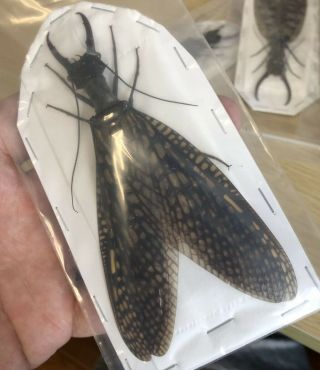 Acanthacorydalis Fruhstorferi 121mm From Guangxi China No.  5059