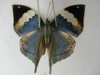 N10962.  Unmounted Butterflies: Kallima Sp.  South Vietnam.  Dong Nai