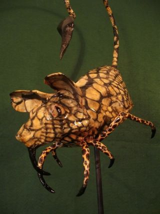 Weird Horror Species Art Display Sculpture Unusual Ooak Insect Non - Taxidermy