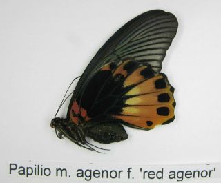 Papilio Memnon Agenor Female Form Red Agenor (papilionidae)
