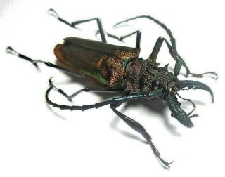 Cerambycidae Prioninae Psalidognathus Superbus 53mm Male 47 From PerÚ