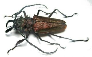 Cerambycidae Prioninae Psalidognathus Superbus 59mm Male 45 From PerÚ