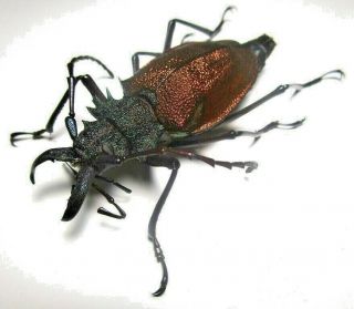 Cerambycidae Prioninae Psalidognathus Superbus 57mm Female 44 From PerÚ
