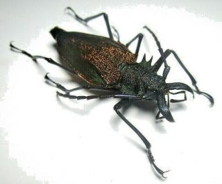Cerambycidae Prioninae Psalidognathus Superbus 47mm Female 40 From PerÚ