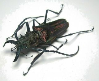 Cerambycidae Prioninae Psalidognathus Superbus 46mm Male 37 From PerÚ