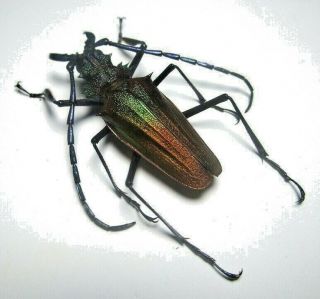 Cerambycidae Prioninae Psalidognathus Superbus 41,  5mm Male 36 From PerÚ