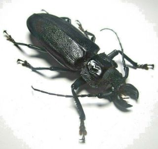 Cerambycidae Prioninae Physopleurus Rugosus 78mm 1 From PerÚ