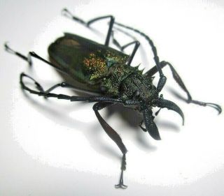 Cerambycidae Prioninae Psalidognathus Superbus 46mm Male 32 From PerÚ