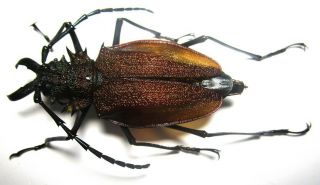 Cerambycidae Prioninae Psalidognathus Superbus 56,  5mm Female 31 From PerÚ