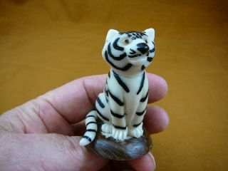 (tne - Tig - 85 - C) White Bengal Tiger Wild Cub Tagua Nut Figurine Carving Tigers