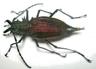 Cerambycidae Prioninae Psalidognathus Superbus 52mm Female 29 From PerÚ