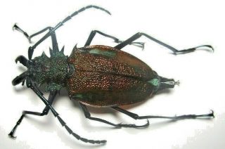 Cerambycidae Prioninae Psalidognathus Superbus 54mm Female 21 From PerÚ
