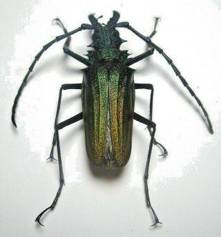 Cerambycidae Prioninae Psalidognathus Superbus 44mm Male 20 From PerÚ