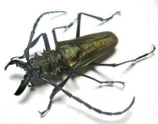 Cerambycidae Prioninae Psalidognathus Superbus 49mm Male 18 From PerÚ