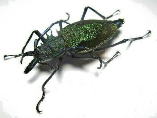 Cerambycidae Prioninae Psalidognathus Superbus 50mm Female 17 From PerÚ