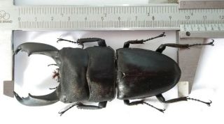 Dorcus Titanus Typhon 97.  5mm From Peleng Indonesia