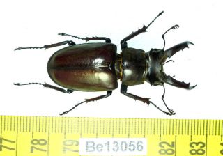 Lucanus Ngheanus Lucanidae Stag Beetle Real Insect Vietnam Be (13056)
