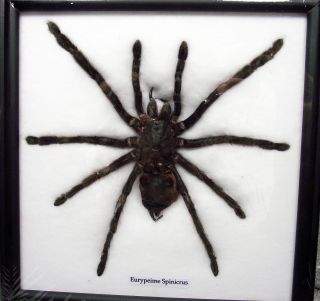 Giant Black Spider Bird Eating Framed Taxidermy Insect Bug Real Entomology Gift