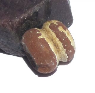 Rare Stunning Ancient Pre - Columbian Clay Bead 13mm X 14mm
