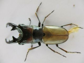 45726.  Lucanidae: Cyclommatus sp.  New?.  Vietnam Central.  35mm 3