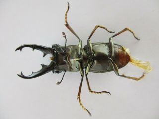 45726.  Lucanidae: Cyclommatus sp.  New?.  Vietnam Central.  35mm 4