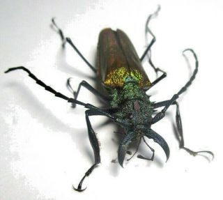 Cerambycidae Prioninae Psalidognathus Superbus 43mm Male 11 From PerÚ