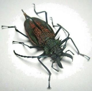 Cerambycidae Prioninae Psalidognathus Superbus 50mm Female 10 From PerÚ