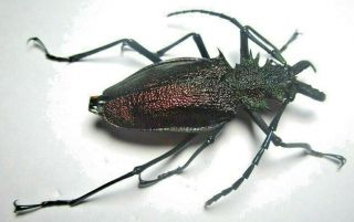 Cerambycidae Prioninae Psalidognathus Superbus 54mm Female 8 From PerÚ