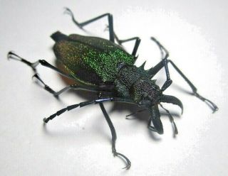 Cerambycidae Prioninae Psalidognathus Superbus 42mm Female 4 From PerÚ