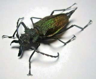 Cerambycidae Prioninae Psalidognathus Superbus 44mm Female 3 From PerÚ