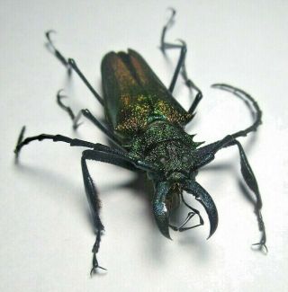 Cerambycidae Prioninae Psalidognathus Superbus 46mm Male 2 From PerÚ