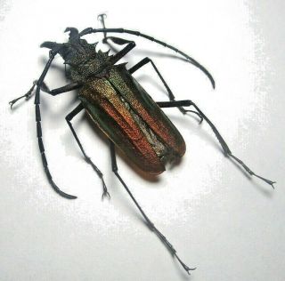 Cerambycidae Prioninae Psalidognathus Superbus 44,  5mm Male 1 From PerÚ