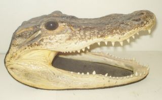 Vintage Taxidermy Alligator Head Figurine Design Nr