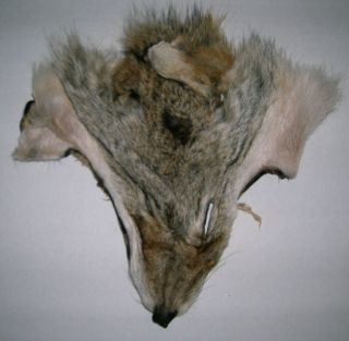 20 Coyote Fur Faces