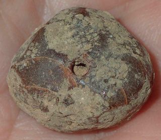 17mm Ancient Amber Rare Bead,  Jordan Desert,  S1154