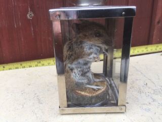 Taxidermy Wild Mousein Glass Case Countryside Prop Mus Musculus Gift