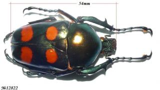 Coleoptera Cetoniinae Jumnos Ruckeri Thailand 54mm