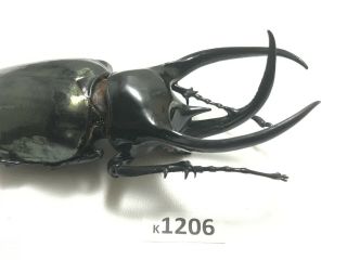 K1206 Unmounted Rare Beetle Lucanus 116mm Vietnam