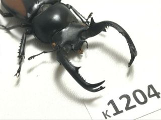 K1204 Unmounted Rare Beetle Lucanus Vietnam